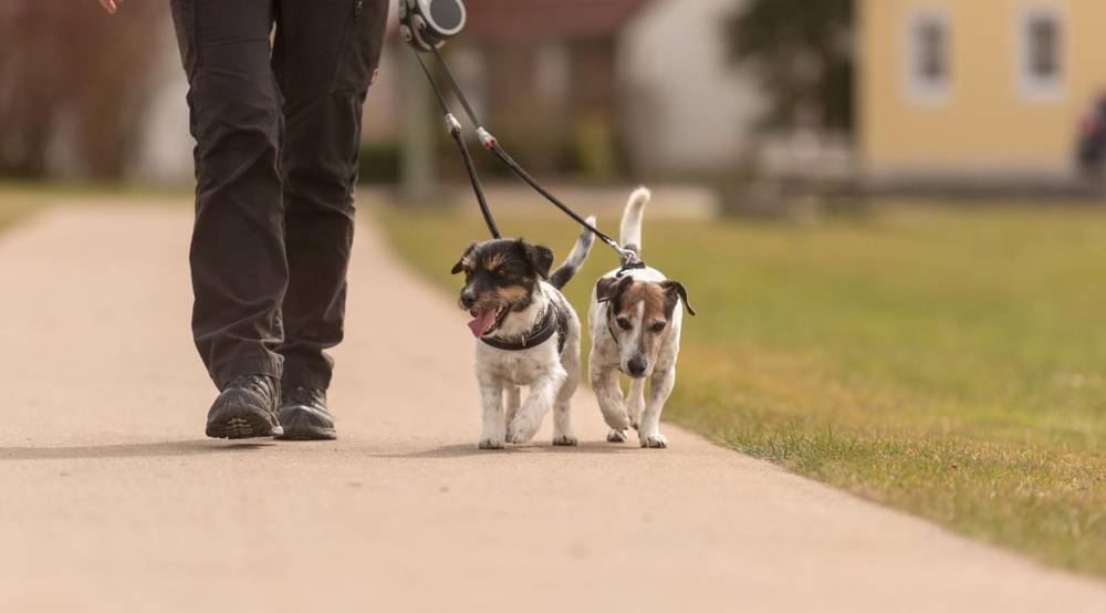 Белгородцам рассказали, каких собак нельзя выгуливать без намордников и поводков