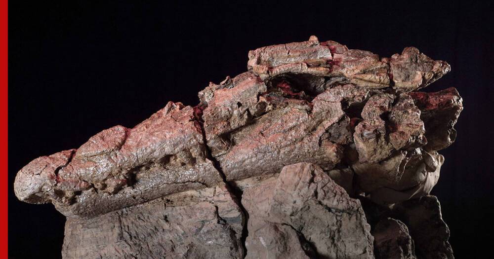 Останки древнего гигантского крокодила-убийцы нашли в Австралии