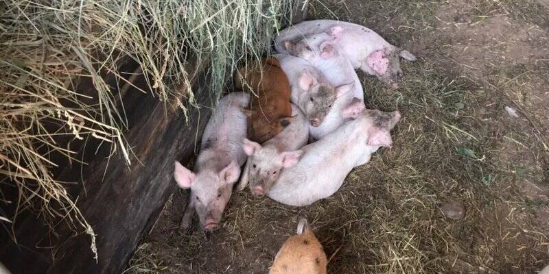 В поселке Тепличный под Саратовом выявили очаг африканской чумы свиней