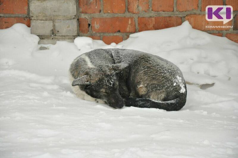 Эксперты не обнаружили токсичных веществ, повлекших массовую гибель собак в Сыктывкаре