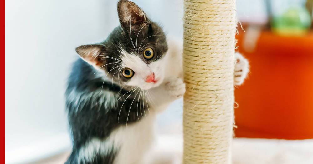 Приучение кошки к когтеточке: как сохранить целыми мебель и стены