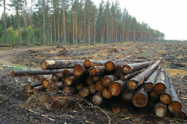 Охране и защиту лесов предложили передать на федеральный уровень