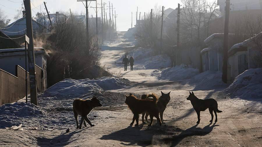 Стая собак напала на 11-летнюю девочку под Челябинском