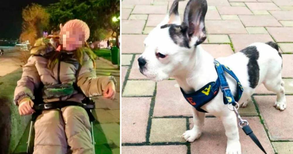 Крымчане нашли пропавшую собаку ребенка с инвалидностью