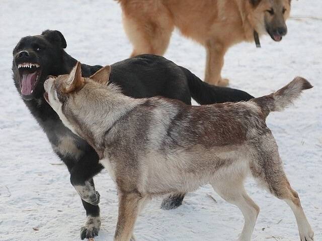 В Челябинской области стая собак напала на ребенка