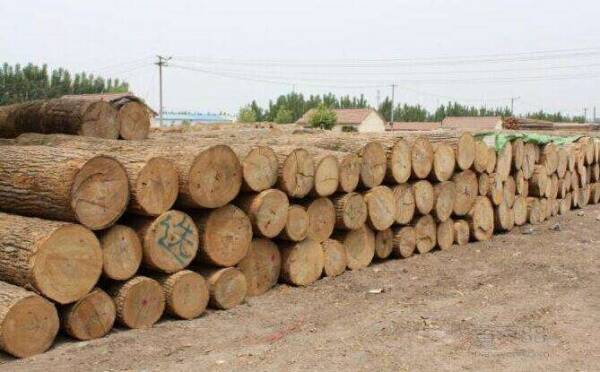 На Урале растет число уголовных дел, связанных с контрабандой леса