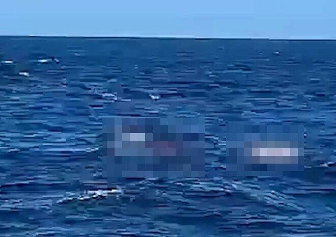 В Сиднее мужчина погиб в результате нападения акулы