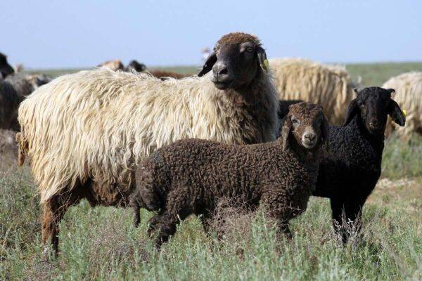 Населению Узбекистана раздадут 350 тысяч овец и коз, а также льготные кредиты