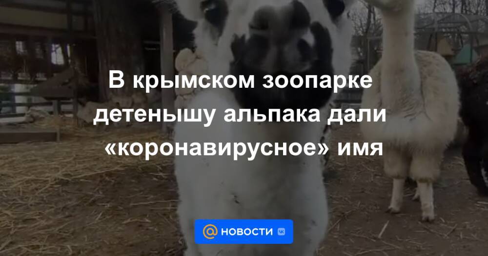 В крымском зоопарке детенышу альпака дали «коронавирусное» имя