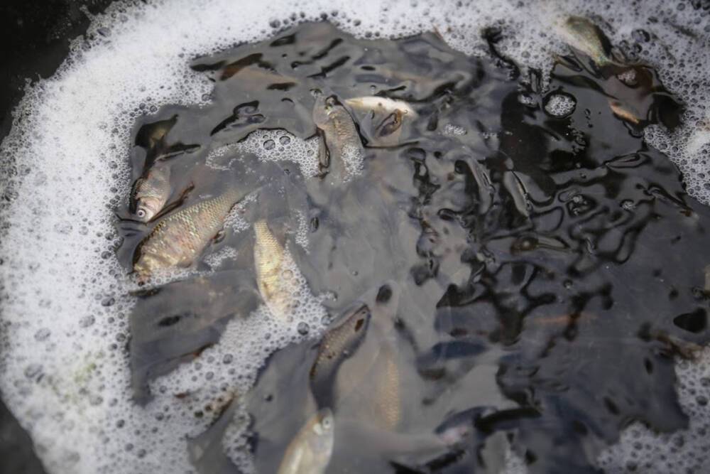 В Волгоградской области пресекли незаконный вылов рыбы