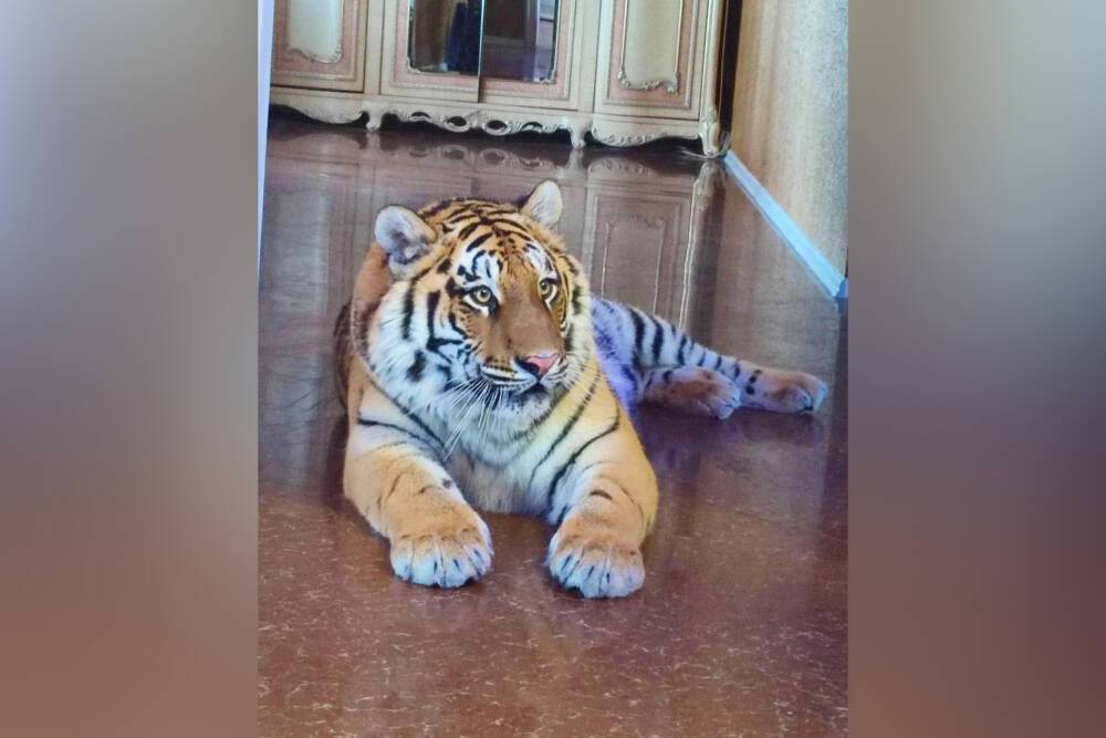 Владелец рязанского тигра показал своего питомца