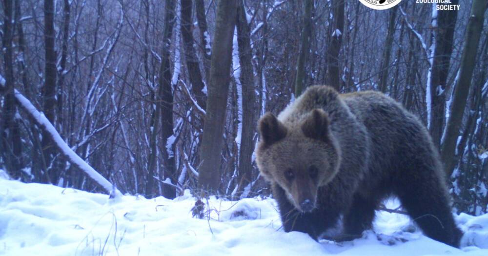 В Карпатах из-за потепления проснулись медведи