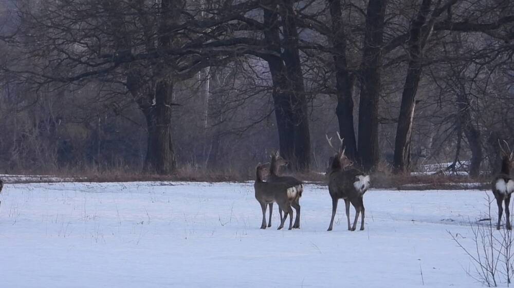 В заповеднике под Воронежем снизилось количество пятнистых оленей