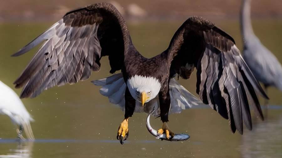 Биологи выявили признаки отравления свинцом у белоголовых орланов в США