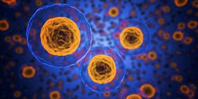 Ученые показали, как клетки формируют органы и мира