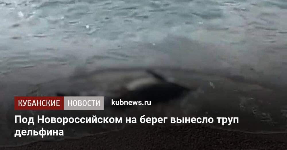 Под Новороссийском на берег вынесло труп дельфина