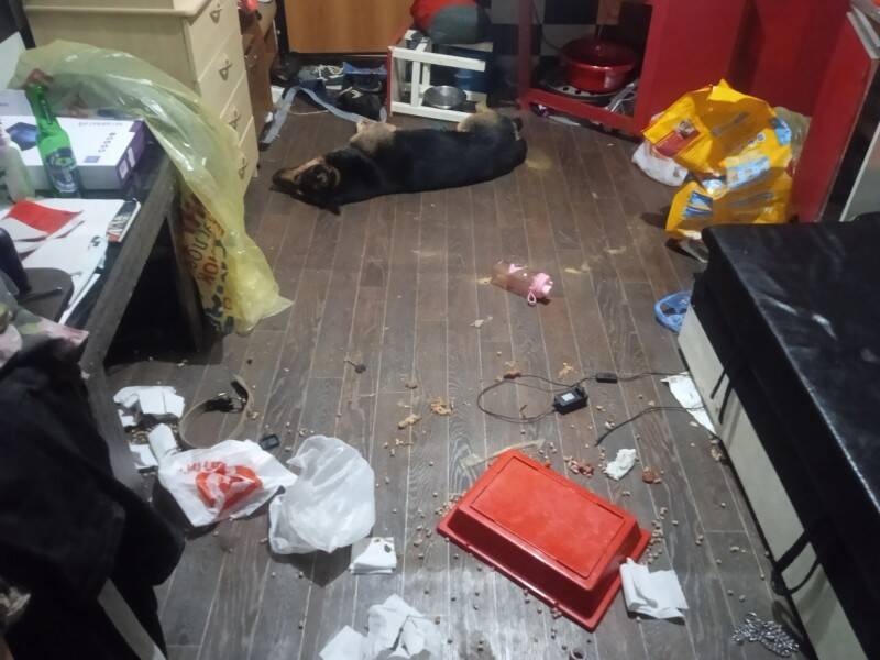 В Сыктывкаре неизвестные отравили пса, пока хозяин отлучился на 5 минут в магазин