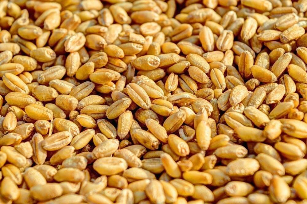 В Курской области 142 зерновозам с пшеницей запретили выезд за пределы региона