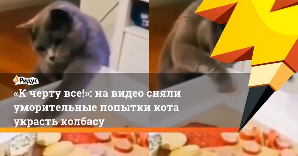 «К черту все!»: на видео сняли уморительные попытки кота украсть колбасу