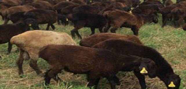 Таджикские пограничники вернули 130 голов мелкого скота кыргызстанцу