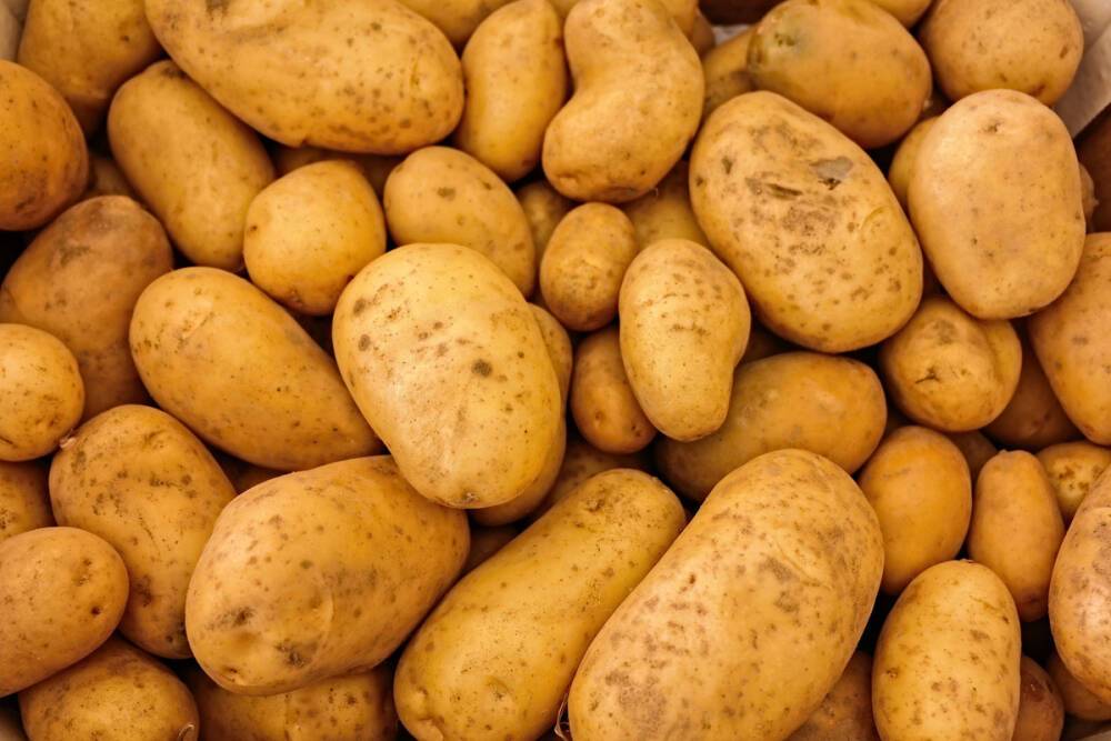 Новгородчину признали лидером на Северо-Западе по производству картофеля