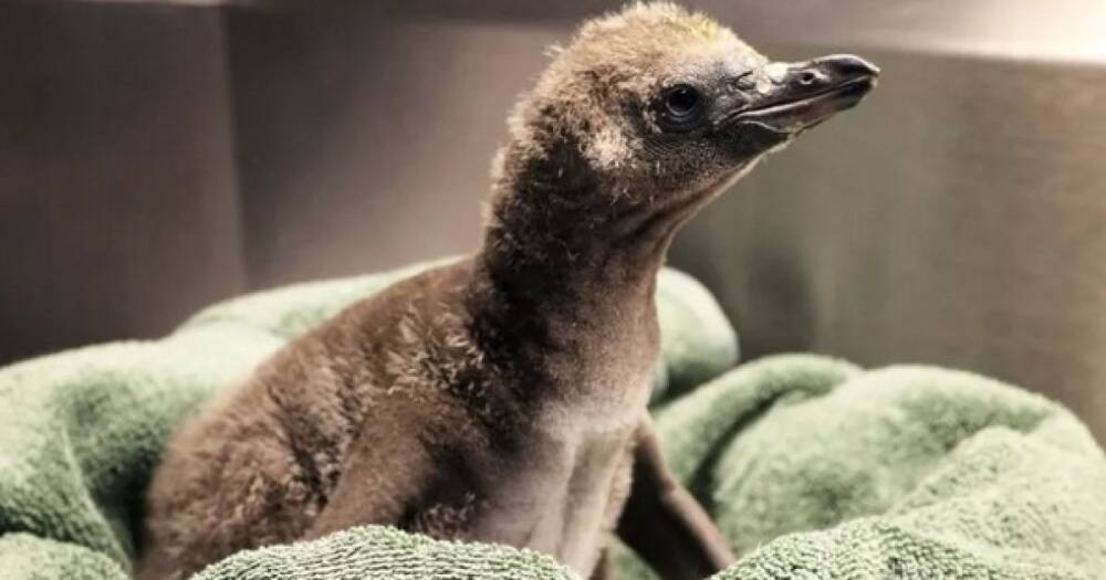 Впервые у пары однополых пингвинов из американского зоопарка появился птенец