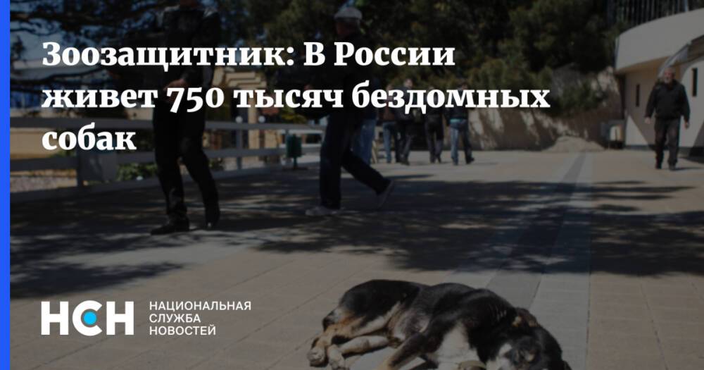Зоозащитник: В России живет 750 тысяч бездомных собак