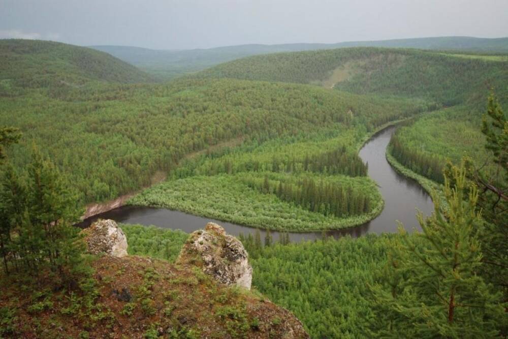 Глава Якутии о вырубке леса вдоль реки Амга