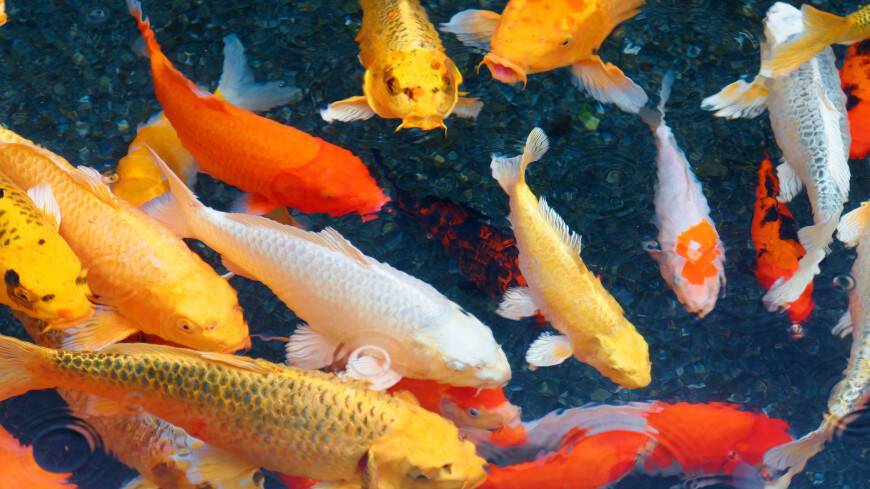 Ученые выявили у рыб признаки самосознания