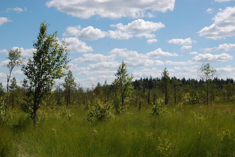 В Тверской области утвердили границы ещё восьми особо охраняемых природных объектов
