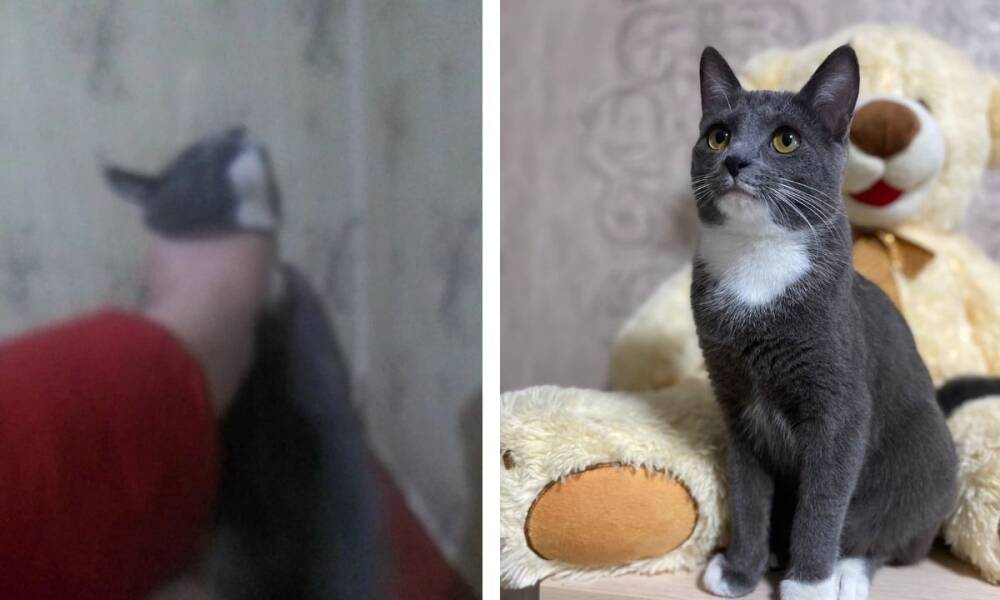 Кошку, которую живодер из Сегежи мучил на камеру, забрали волонтеры: ей ищут новый дом