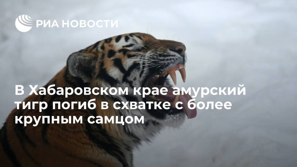 В Хабаровском крае молодой амурский тигр погиб в схватке с более крупным и сильным самцом