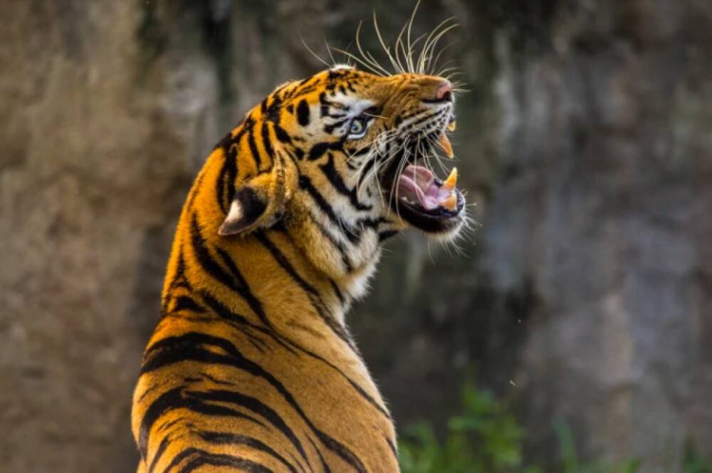 Погибшего амурского тигра нашли в Хабаровском крае