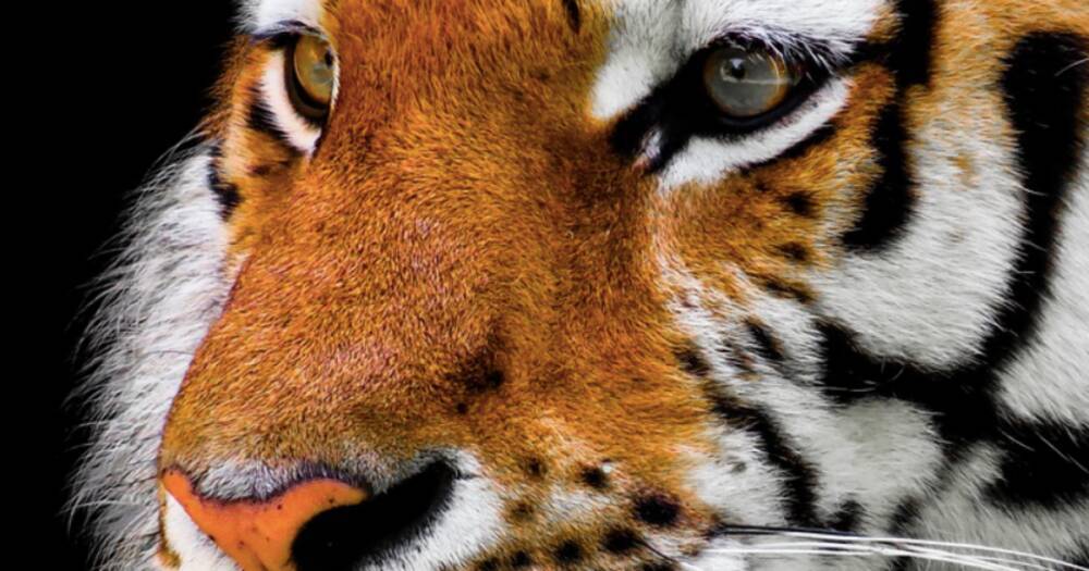 Амурский тигр погиб под Хабаровском в схватке с более крупным самцом