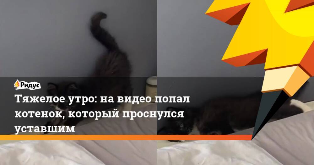 Тяжелое утро: на видео попал котенок, который проснулся уставшим