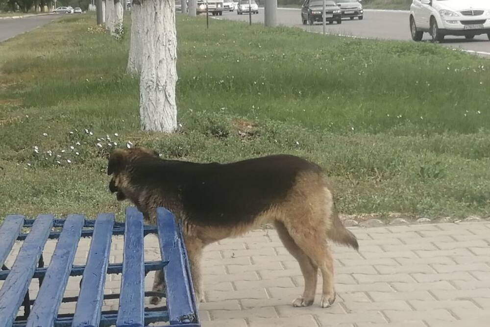 В Оренбурге кормление собак опасно для жизни