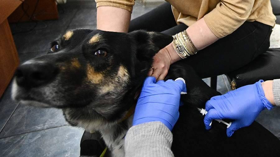 В России предложили ввести маркировку ветеринарных препаратов