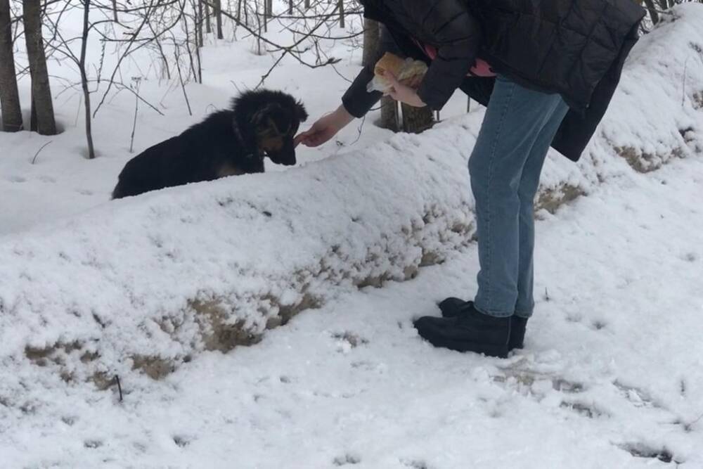 В Тверской области ищут нового хозяина для щенка, сутки просидевшего в заснеженном поле