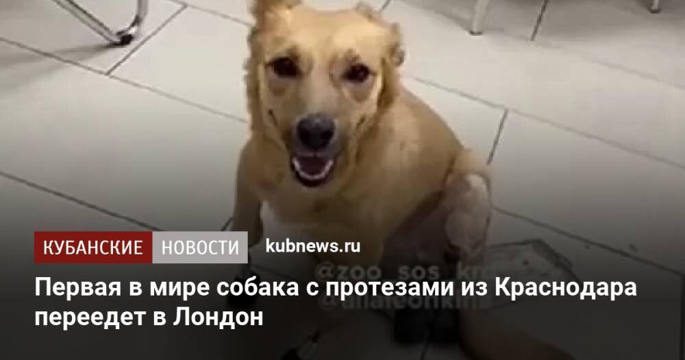 Первая в мире собака с протезами из Краснодара переедет в Лондон