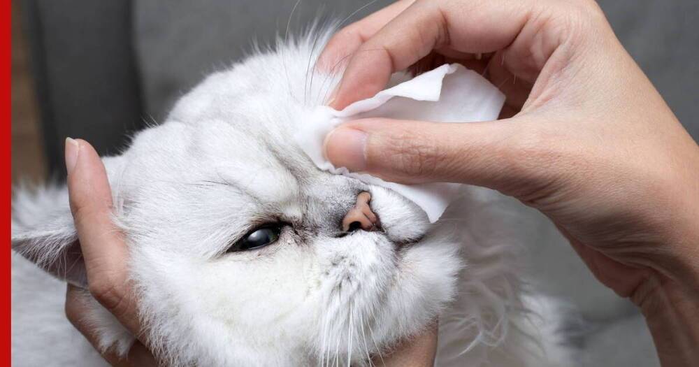 Как промыть глаза кошке: советы специалистов