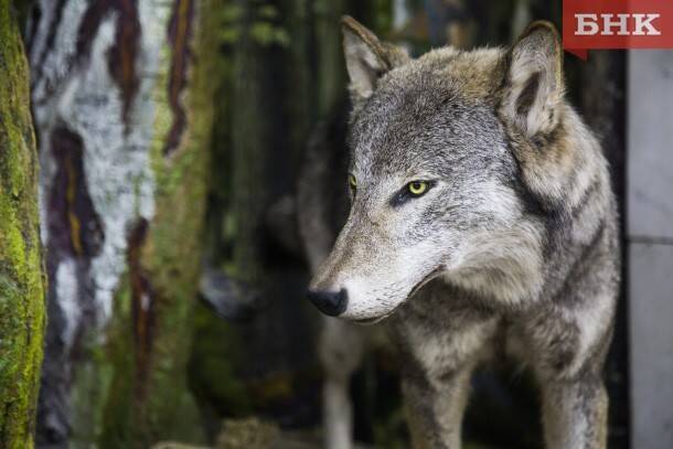 В Коми с начала 2022 года добыли 20 волков