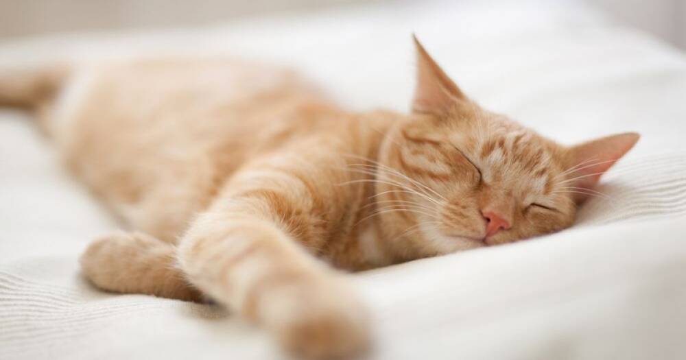 Видят ли кошки сны: ученые смогли ответить на вопрос и даже рассказать, что им снится