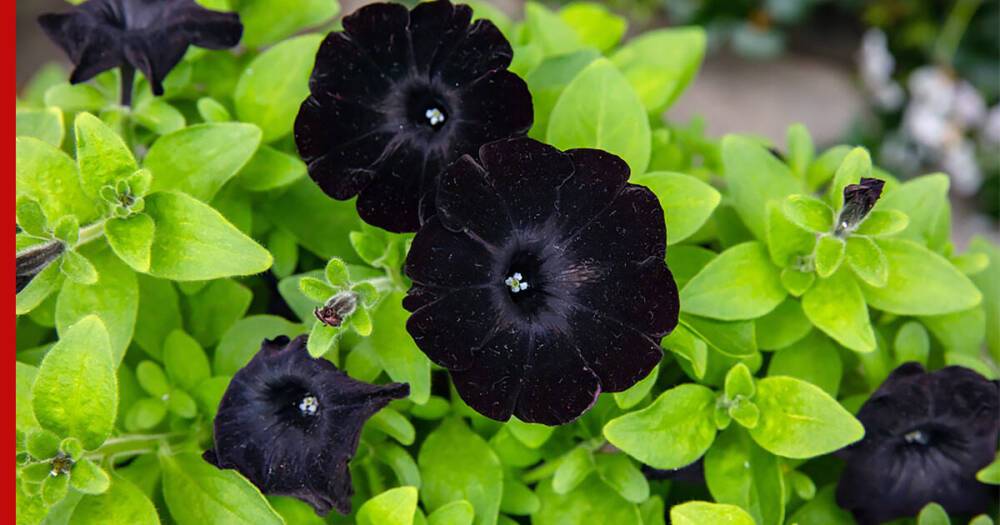 Необычный сад: 5 растений с черными цветами