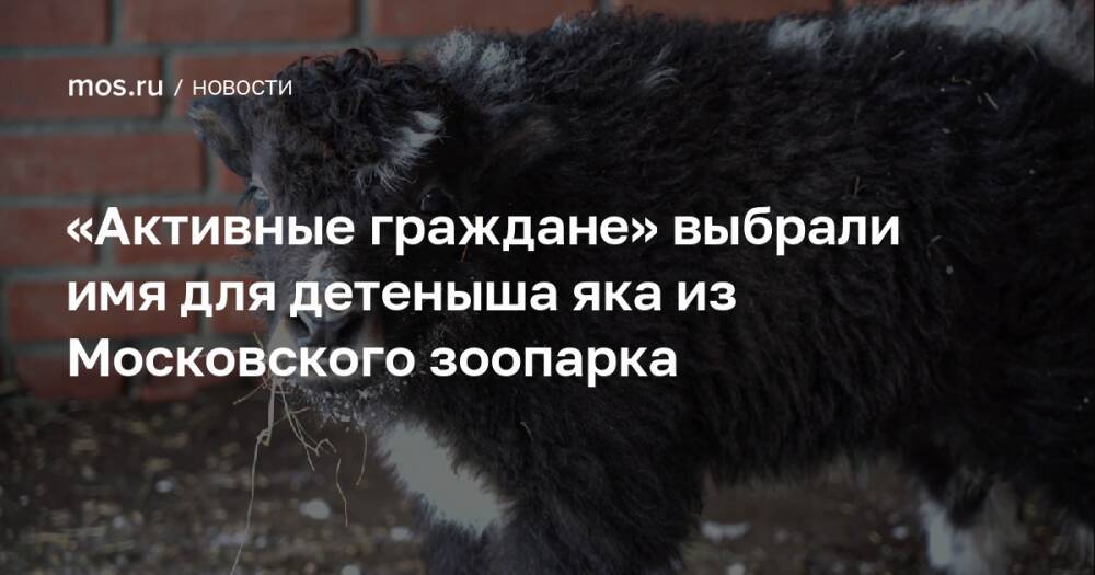 «Активные граждане» выбрали имя для детеныша яка из Московского зоопарка