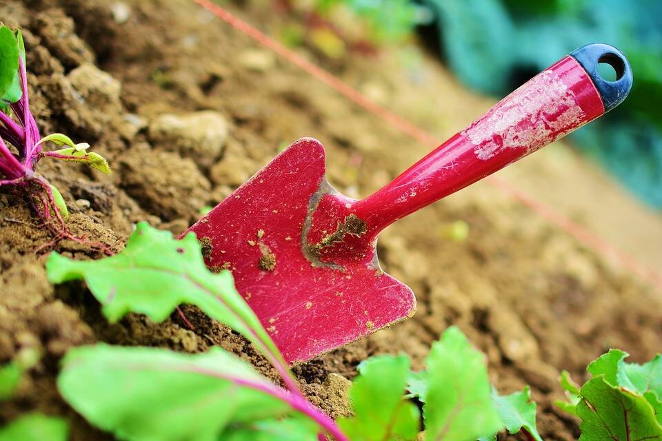 Как весной улучшить старую почву в саду и огороде: 5 безопасных способов по восстановлению плодородия