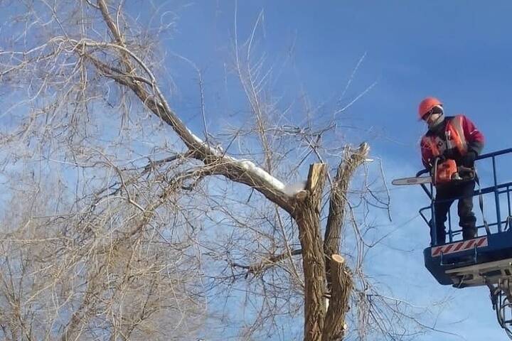 Весь вид испорчен: в центре Оренбурга обрезали деревья