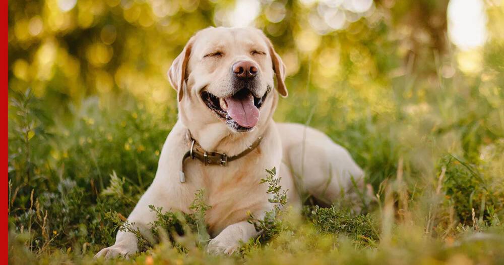 Любящие и жизнерадостные: 7 пород собак, которым для счастья много не надо