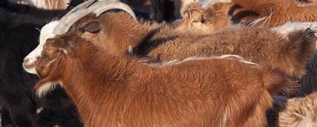 Институт Вавилова: в геноме монгольских коз сохранились следы исчезнувшей породы