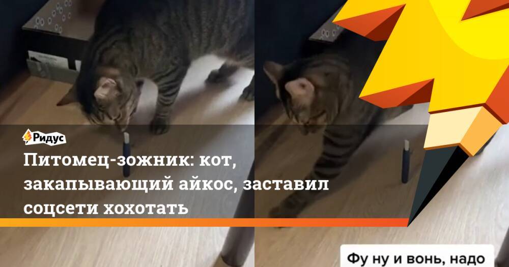 Питомец-зожник: кот, закапывающий айкос, заставил соцсети хохотать