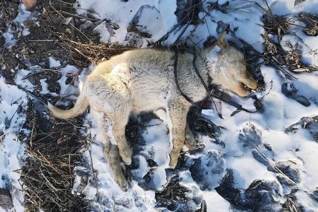 Зоозащитники заявили о массовой травле собак в Забайкальске и пожаловались в прокуратуру